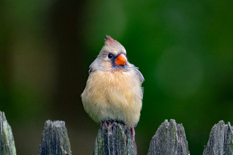 Beginner Tips for Backyard Birdwatching: A Simple Guide to Get Started